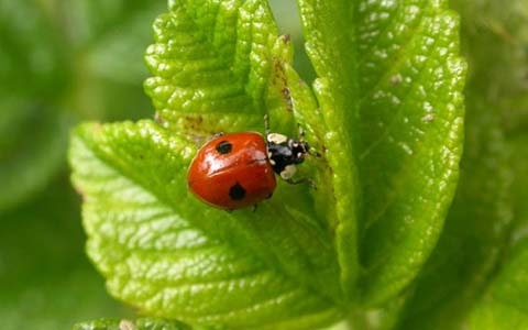 Animals & Insects